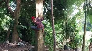 Pag harvest sa bunga ng pili d2 sa bicol!