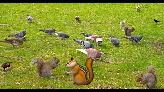 Новый фильм для кошек, собак, и людей