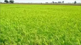 Rice-Nashi778-02.wmv