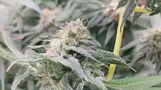 Dreamlato/ Black & Blue haze Day 47 Flower #pot #weed #cannabis #marijuana #southbaygenetics