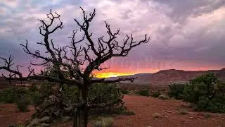 8K Stock Video - Sunset timelapse as the sun peaks out behind a desert tree