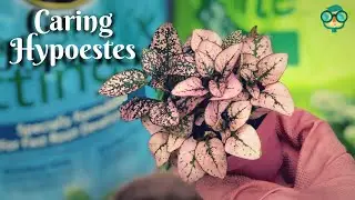 How to Care for Hypoestes Plant? How to Care for a Polka Dot Plant? Hypoestes Plant Care