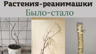 Вы просили - Я сделала! Растения реанимашки: было - стало!