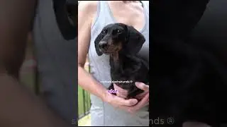Carry me!  