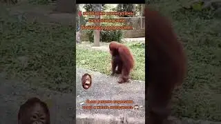 Смешно до слёз. Бедный орангутанг 🤣 