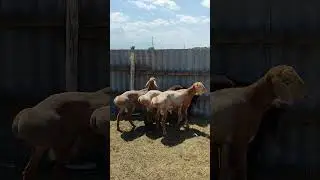 Баранчики АРАШАНЫ на продажу тел. 89064759218
