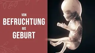 Pregnancy - How a small miracle is created (animation)