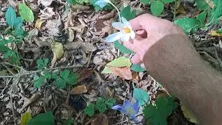 Цветут крокусы в горах !!!