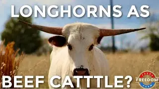 TEXAS LONGHORNS As Beef Cattle? The Pros Vs. Cons