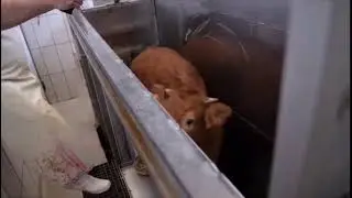 Cow Knows They Are Getting Killed! ANIMAS ARE SENTIENT
