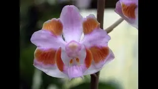 ORQUÍDEAS RARAS ➜ Veja Várias Espécies de Orquídeas Mais Raras, que você pode ter!!