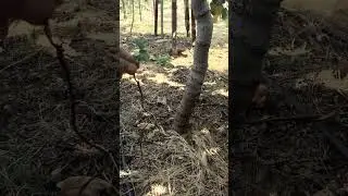 Kazık Köklülerin Avantajı