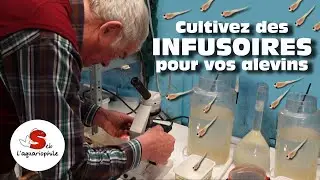 Comment nourrir des alevins ? 🐟 Préparez des infusoires c'est de la  nourriture vivante 👍