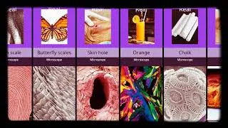 Amazing Things Under The Microscope • Microscope Video