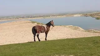 УЗ мухлисга ега булган уша машхур ерка тури куака чикти. Uz muhlisega ega bulgan erka turi kukada