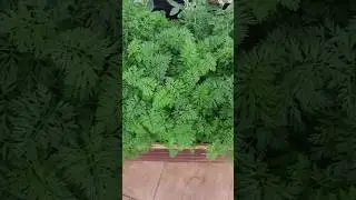 Zanahorias en jardinera en enero
