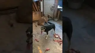 Соскучились по песикам приюта? 🐕❤️