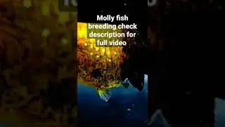 Molly Fish Breeding Video Check Description For Full Video #shorts