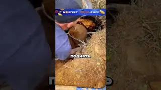 Он нашёл самое главное богатство своей жизни! 🥹❤️ #shorts #фильмы
