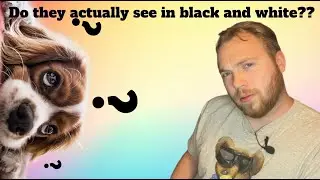 Do Dogs See In Color? - Paws 2 Care 4