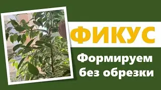 ФИКУС: формирование без обрезки
