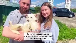 Оливка и Фрости из приюта Щербинка УЕЗЖАЮТ ДОМОЙ! SOBAKA-UZAO.RU