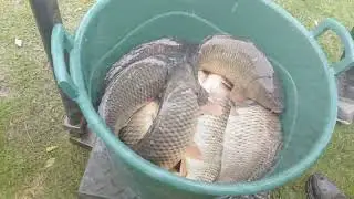 Repopulare cu CRAP pe Lacul Boteni 1. Hai la #pescuit si nu uita sa te abonezi aici. Fir Intins !!!