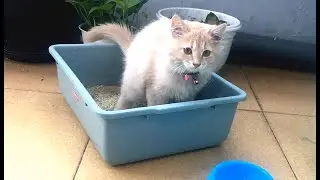 Tabby kitten playing together with little brother.