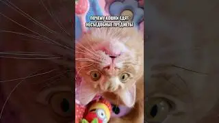 Пикацизм 