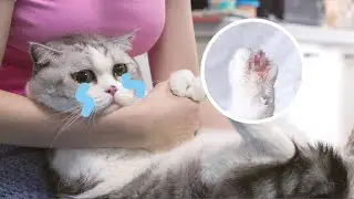 大头男明星的jiojio受伤了，铲屎官心疼坏了！！｜花花与三猫 Cat Live