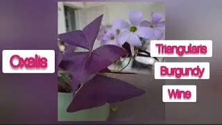 Come piantare Oxalis Triangularis Burgundy Wine da bulbo a pianta e foto aggiornamenti prima e dopo