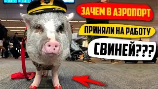 Зачем В Аэропорт Амстердама Приняли На Работу Свиней?