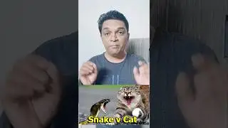 Snake vs Cat | Why Always Cat Win !!!! #shorts #facts #ishantathagat