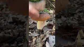 Как? Повезло?        #грибы #Гриби  #грибиукраїни #mushrooms #mushroomhunting #蘑菇 #采蘑菇