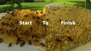 Honey Bees devour honey off wax cappings - 3 hours condensed to 8 minutes