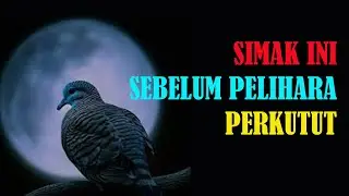 7 MITOS BURUNG PERKUTUT YANG HARUS KAMU TAHU SEBELUM PELIHARA
