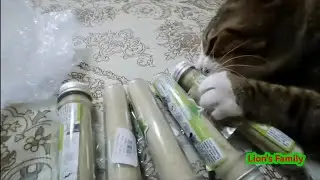 Catnip Powder Hair Removal Appetizer Excited Cat Snack #Cat Gress #Cat Snack #Hair removal