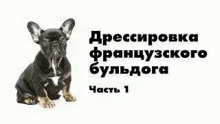 Дрессировка французского бульдога I