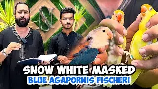 Snow White Masked | Blue Agapornis Fischeri