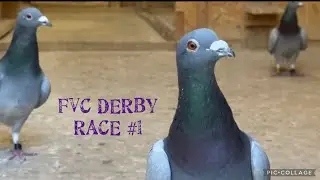 “Ready, Set, ____!”                                                  Episode 5 FVC DERBY 175 MILE