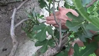 Pentru începători! Ce să faci să ajungă la coacere smochinele