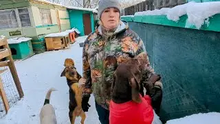 Сбежавшая Мэри, привет от овчарки Лады и видео с камер