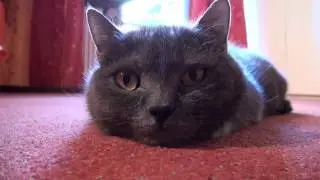 kote