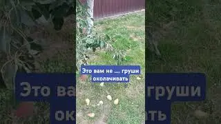 #тимасветлогорских
