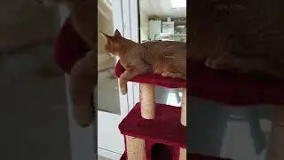 Каракет Ф1 от ВИПЛЕО®