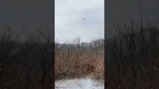 Самое большое гнездовье цапель в Беларуси #shorts