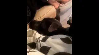Fart torture on buffy the dog