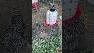 Keeping My Chickens Cool!