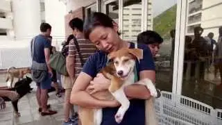 HKDR overview (short) rescuing, rehoming, rehabilitating, training