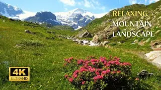 Peaceful Meadow Sounds for Relaxation | Soothing Water Stream Sounds | Relaxing Sounds of Nature